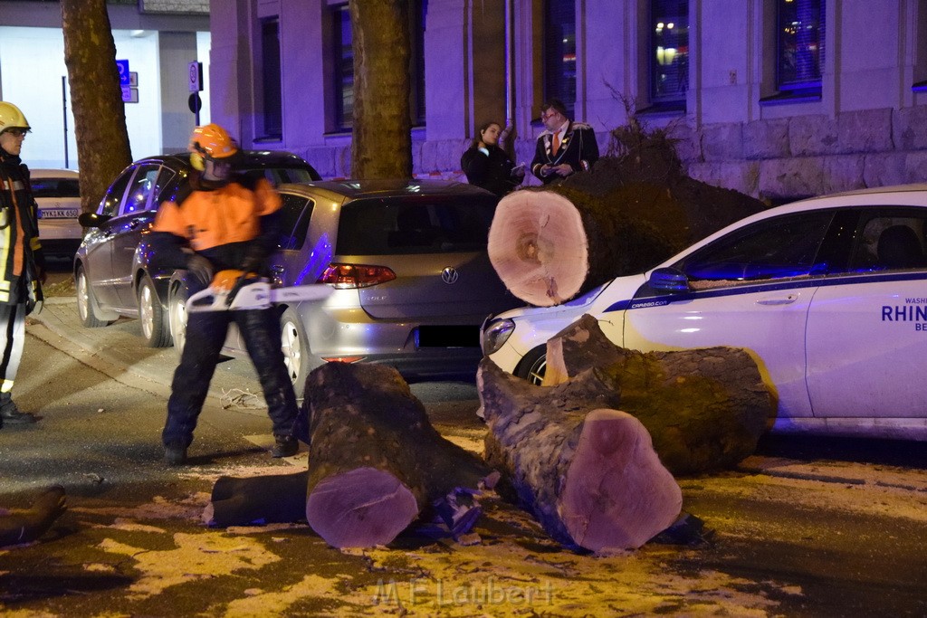 Baum auf PKWs Koeln Mitte Rheinuferstr Goldgasse P091.JPG - Miklos Laubert